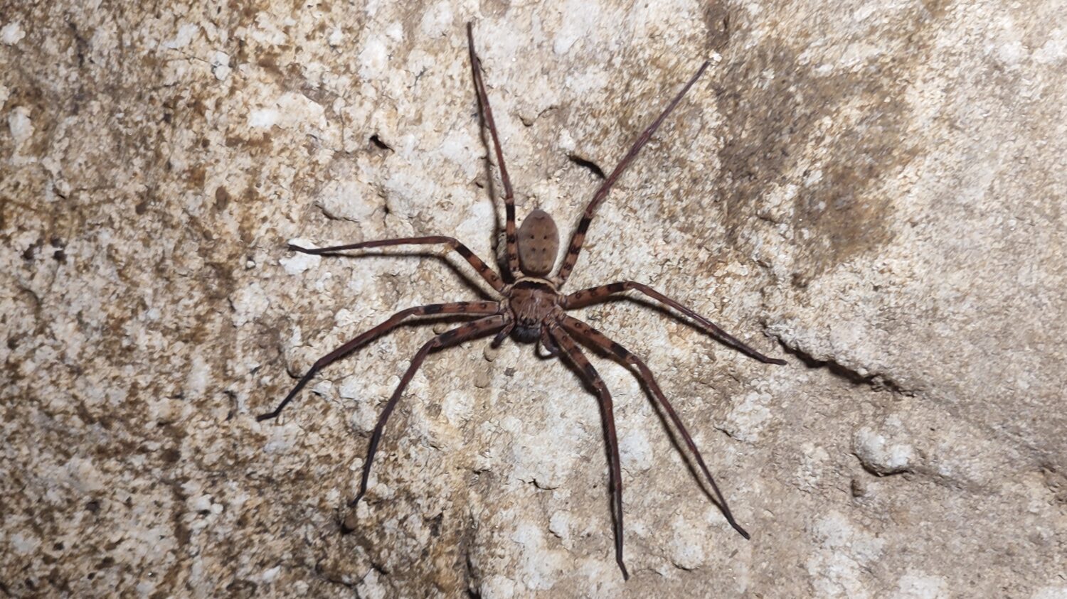 Handteller große Bewohner