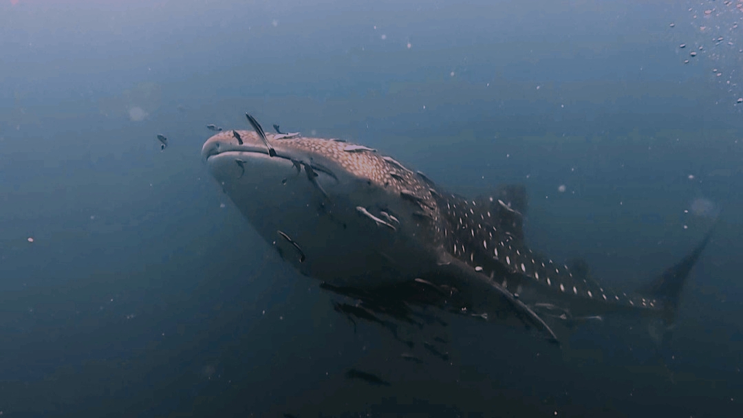 Walhai 10.02.26 am Wrack HTMS Supairim 313