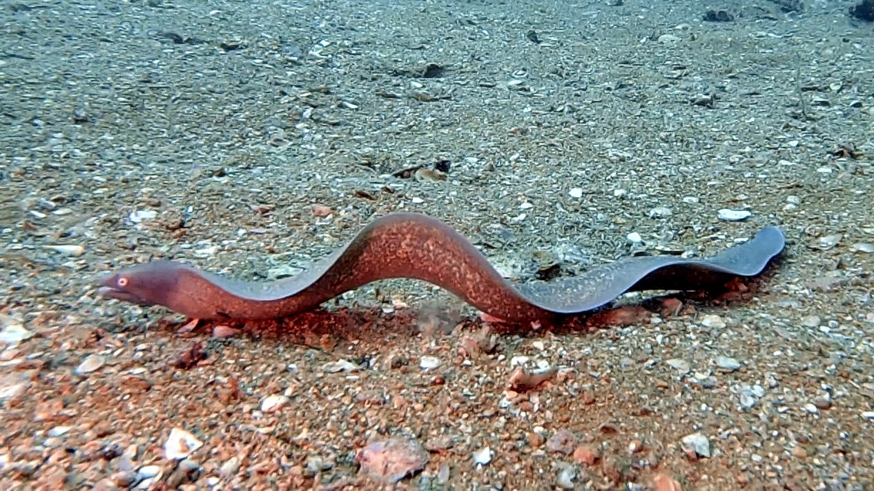 Weißaugen- Muräne auf der Jagd