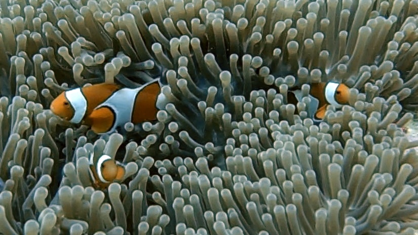 Orangeringelfisch - Clownfisch