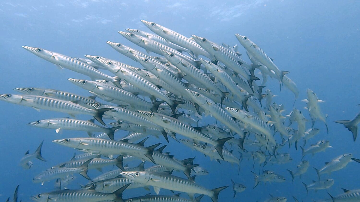 Dunkelflossen-Barrakuda