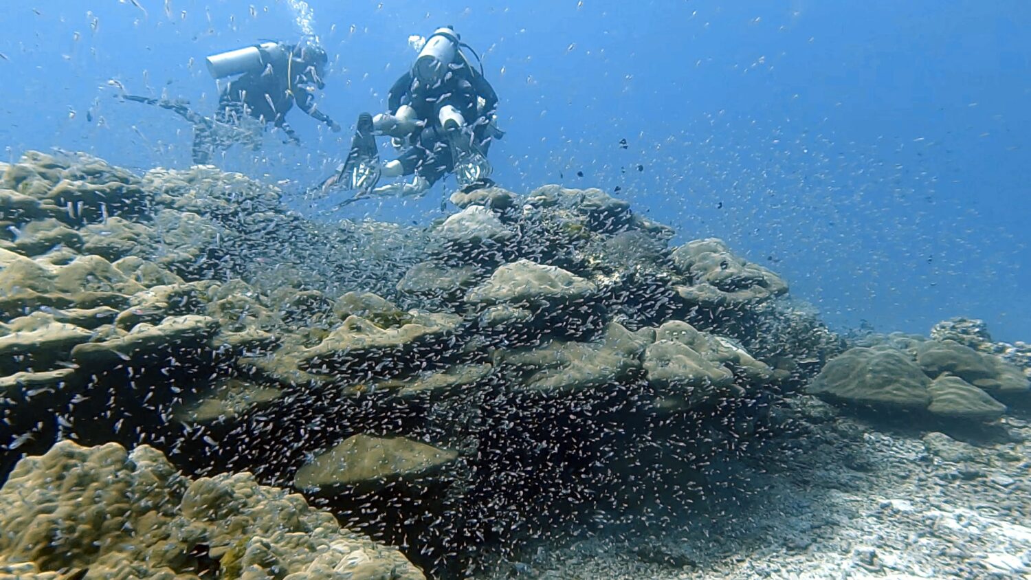 Jungfisch-Kinderstube